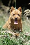 NORWICH TERRIER 005